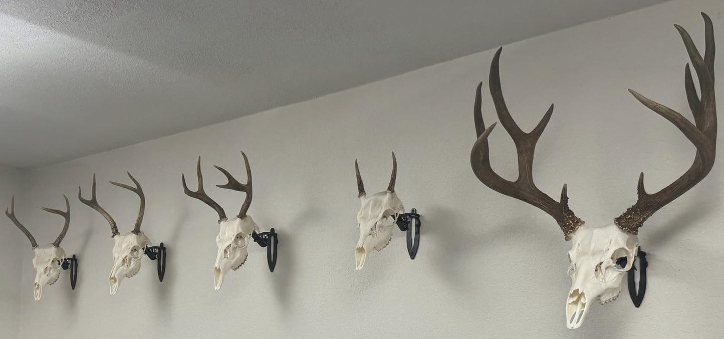 PORTRAIT ~ Fully Adjustable Skull Wall Mount European Skull Mount Hanger (EURO Mount)