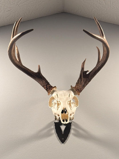 PORTRAIT ~ Fully Adjustable Skull Wall Mount European Skull Mount Hanger (EURO Mount)