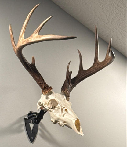 PORTRAIT ~ Fully Adjustable Skull Wall Mount European Skull Mount Hanger (EURO Mount)